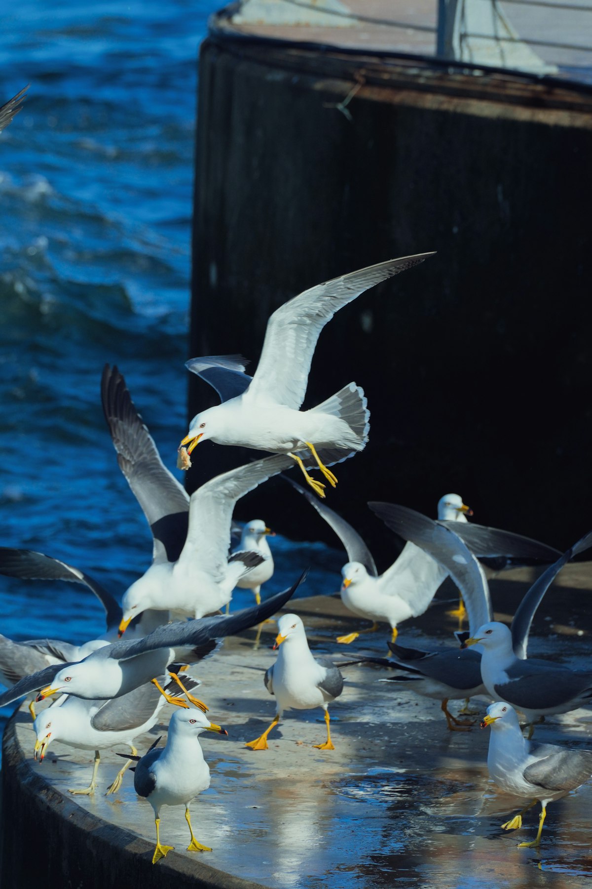 Bandada de gaviotas sobrevolando el agua — amenaza constante que el StopGull Falcon neutraliza en puertos y marinas