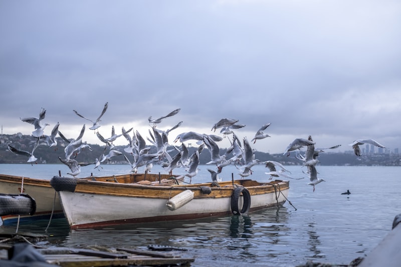 Gaviotas posadas y volando sobre barcos en un puerto deportivo — el problema que resuelven los sistemas StopGull